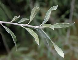 Image result for Pycreus gracillimus