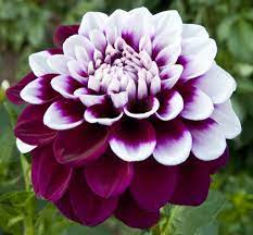 Pin On Dahlia Garden