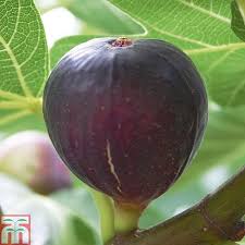 The violet de bordeaux 3rd yr in ground has finally hit it's maturity level. Fig Violette De Bordeaux Plants Thompson Morgan
