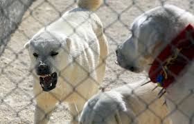akbas in damizligina yogun talep abd de en iyi suru bekci kopegi secilen ve anadolu ya ozgu bir irk olan akbas a sahip olmak akbas kopek coban kopekleri