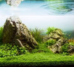 My Aquascape By Thorn Pl On Deviantart Aquascape Planted Aquarium Aquarium