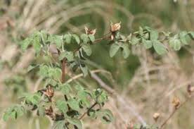 Image result for Cienfuegosia hildebrandtii