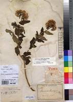 Image result for Vernonia ringoetii