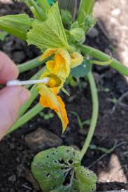 Image result for how to self pollinate cucumbers