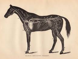 16 Horse Clip Art Images Horse Anatomy Horses Horse