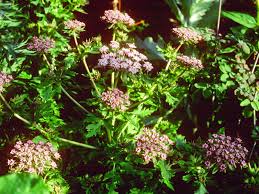 Image result for Monopsis decipiens