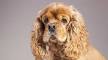 Cocker Spaniel price range. Cocker Spaniel puppies for ...