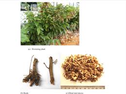 Image result for Flemingia