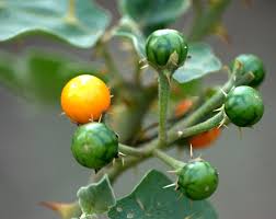 Image result for Solanum torreanum