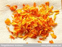 Ringelblumensalbe Selber Machen Herstellen Rezepte Philognosie