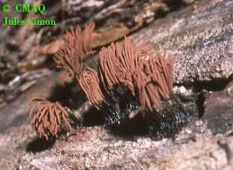 Image result for Stemonitis fusca