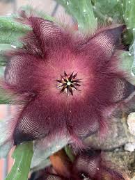 Image result for Stapelia