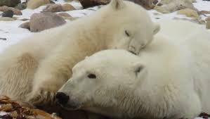 To be fair, the polar bear capital of the world is close, but also far. Seeing Polar Bears In Manitoba