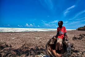 See more of zanzibar beach resort on facebook. Wallpaper Perjalanan Anak Laki Laki Orang Orang Rumput Laut Alam Tersenyum Pemandangan Tanzania Kartu Pos Garis Pantai Zanzibar Afrika Timur Pemandu Wisata Travelphotography Landscapephotography Keliling Dunia Landscapeview