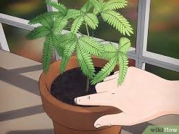 Mimosa trees tend to thrive in vacant lots, and along roadsides, rivers or streams because the flowing water easily transports their seeds. How To Grow A Sensitive Plant Mimosa Pudica With Pictures