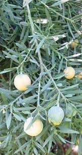 Image result for Afrocarpus usambarensis