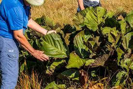 Image result for Dicoma galpinii