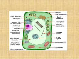 Animal cell diagram for grade 7. Power Point Presentation Of Animal Cell And Plant Cell