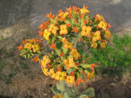 Image result for Kalanchoe velutina