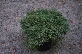 Image result for Smilax