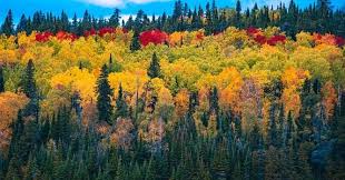 Not everyone gets a chance to celebrate this breezy season. Which English Poet Wrote Sonnet 73 Trivia Questions Quizzclub