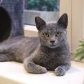 Russian Blue Cat Breeders Near Me - Cat Kingpin