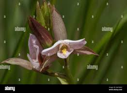 Image result for Eulophia ovalis