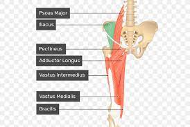 The pectineus is a small, quadrangular stealth muscle that creeps up on you without warning. Pectineus Muscle Anatomy Iliopsoas Adductor Longus Muscle Png 550x550px Watercolor Cartoon Flower Frame Heart Download Free