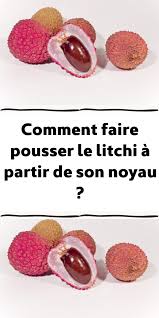 Comment Faire Pousser Le Litchi A Partir De Son Noyau Trucs Et Astuces Jardinage Jardinage Jardinage Potager