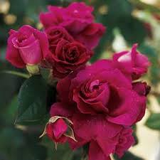 5 outrageously helpful tips on taking care of floribunda roses. 10 Floribundas Ideas Rose Flowers Plants