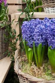 Check pots to make sure they don't dry out during the growing period. Forcing Bulbs Gardening Tips Bulb Flowers Flower Bulbs Indoors Planting Flowers