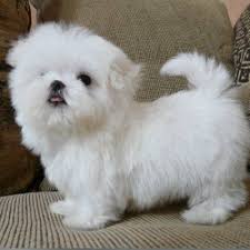 Cute puppies for sale at an affordable price. Pets For Free Adoption In Dubai City Teacup Puppies Maltese Maltese Puppy Puppies