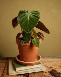 Image result for Filodendron Philodendron