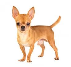 The aztecs adored chihuahua dogs. Kurzhaar Chihuahua Rassebeschreibung Purina