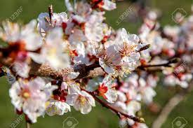 Peach, plum, nectarine, apricot, cherry, olive, mango and almond. Blooming Apricot Tree In Spring Time Blossoming Apricot Flowers Flowering Apricot Tree In Latvia Apricot Tree Flowers In Spring Time Stock Photo Picture And Royalty Free Image Image 114961512