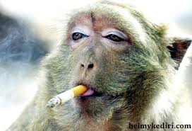 Terkuak, ternyata begini trik foto selfie monyet bareng manusia. 10 Tipe Blogger Yang Sering Kita Jumpai Digroup Lucu Gambar Lucu Monyet