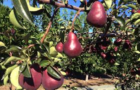 Pruning your pear tree every year helps to promote its growth and ability to bear fruit in addition to protecting it from infections. Hailey Red Pear Fruit Tree Variety Anfic
