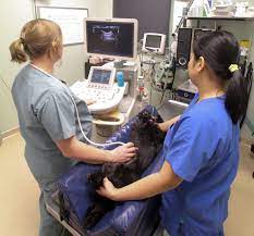 We did not find results for: 24 Hour Pet Clinic Regina Crazypurplemama
