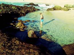 Tide Pools And Plants