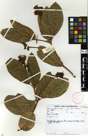 Image result for Eriosema cordatum