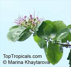 Image result for Intsia