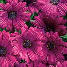 Image result for foto Osteospermum