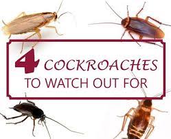 four wisconsin cockroaches to watch out for cockroaches wisconsin pest control