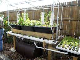 Farming fish | permaculture magazine. Sahib Aquaponics An Urban Sustainable Food Garden In Winter Park Florida Aquaponics Greenhouse Backyard Aquaponics Aquaponics