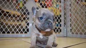 Look at pictures of french bulldog puppies who need a home. Lilac French Bulldog Puppies For Sale In Ga Puppies For Sale Local Breeders