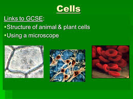 Animal and plant cell under light microscope. Links To Gcse Structure Of Animal Plant Cells Using A Microscope Ppt Video Online Download