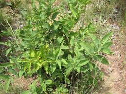 Image result for Fadogia ancylantha