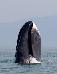 How To Make An Interesting Art Piece Using Tree Branches Ehow Bowhead Whale Whale Sea Creatures