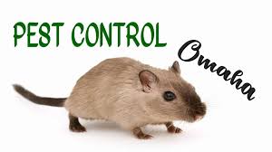 We supply and fit all types of bird proofing including bird netting, bird spikes. The 7 Best Options For Pest Control In Omaha 2021