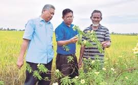 Pada lahan ini banyak diusahakan untuk menanam jagung, kacang, dan ketela pohon.usaha penanaman ini dilakukan pada musim usaha peternakan dapat dilakukan di dataran rendah yang subur maupun yang tidak subur. Sistem Bersepadu Kaedah Terbaik